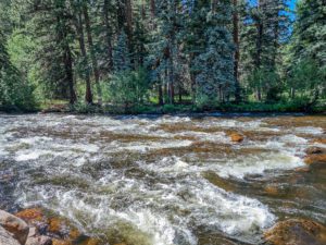 Bear Pine Hollow